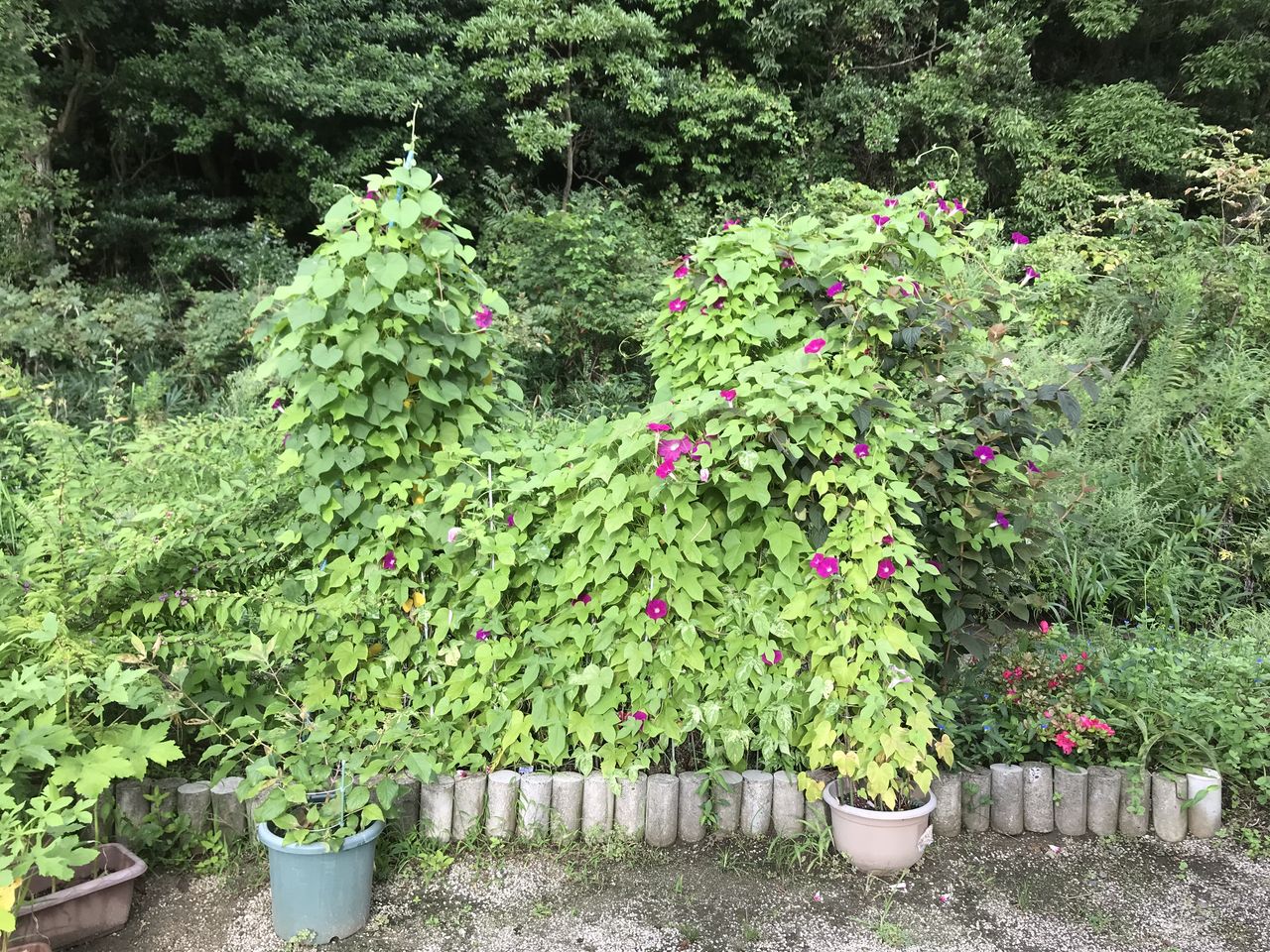 朝顔のツルを切るのはしばらく待つことにした 続 ジャイジャイとウンゲー 朝顔のツルを切るのはしばらく待つことにした 続 ジャイジャイとウンゲー