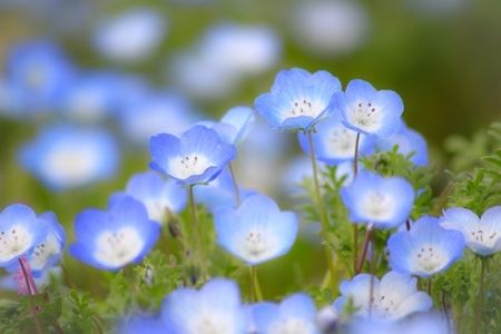 ネモフィラの花畑 の記事から 続 ジャイジャイとウンゲー ネモフィラの花畑 の記事から 続 ジャイジャイとウンゲー