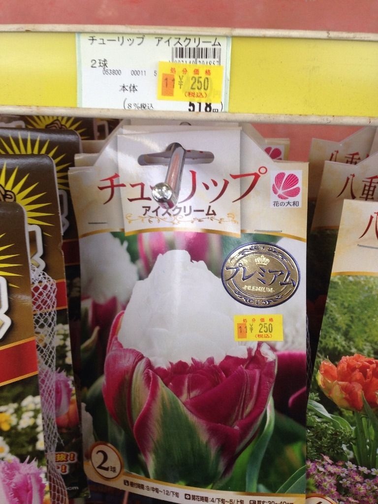 チューリップの球根 のこと 続 ジャイジャイとウンゲー チューリップの球根 のこと 続 ジャイジャイとウンゲー