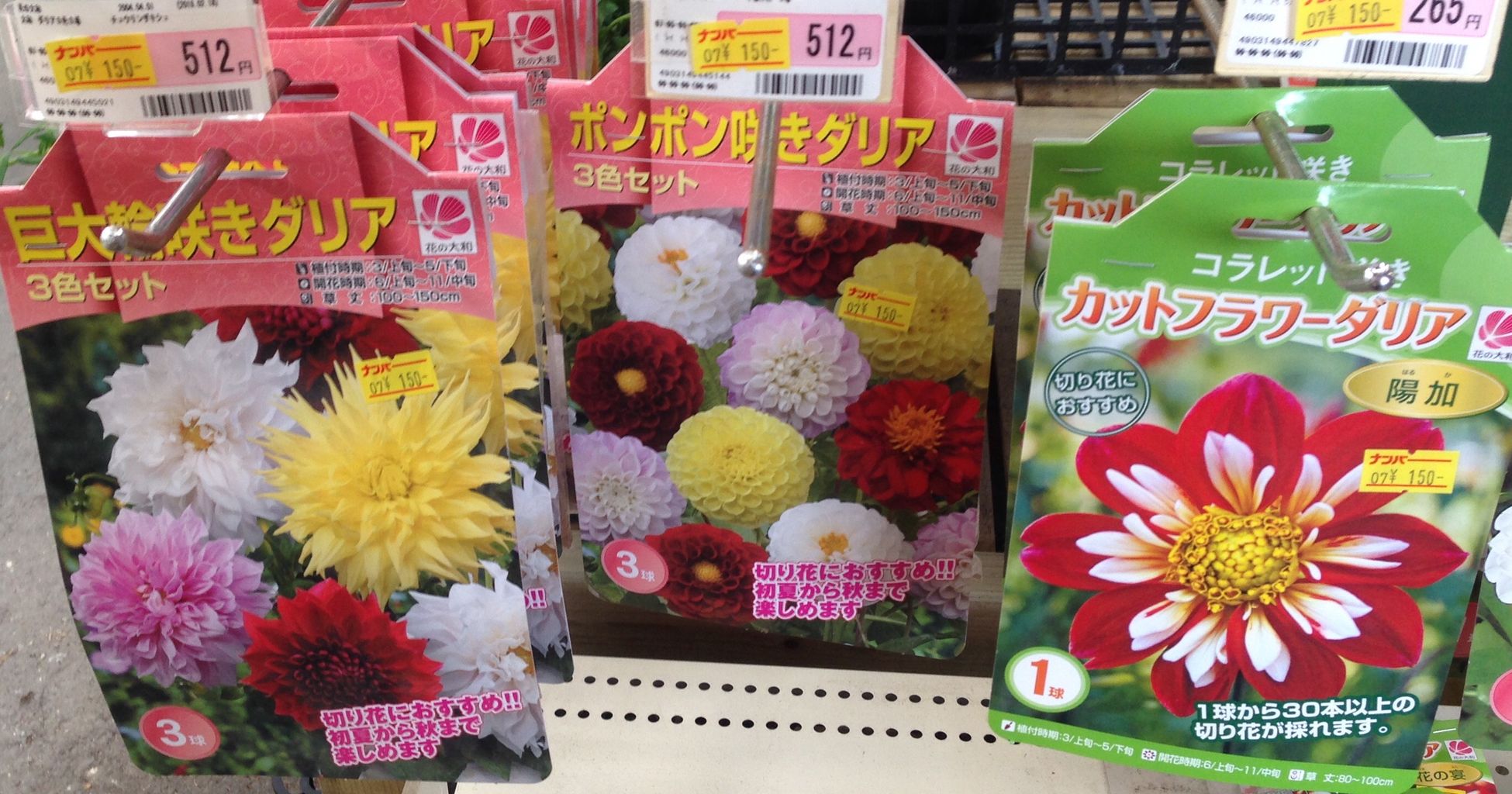 ダリアの球根 続 ジャイジャイとウンゲー