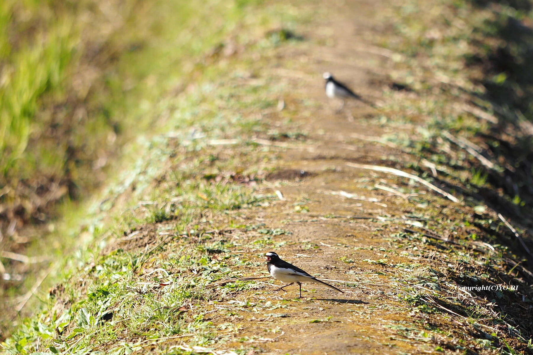 飛び立つ鳥 Photo By Yo Ri 日々雑食 館山 南房総
