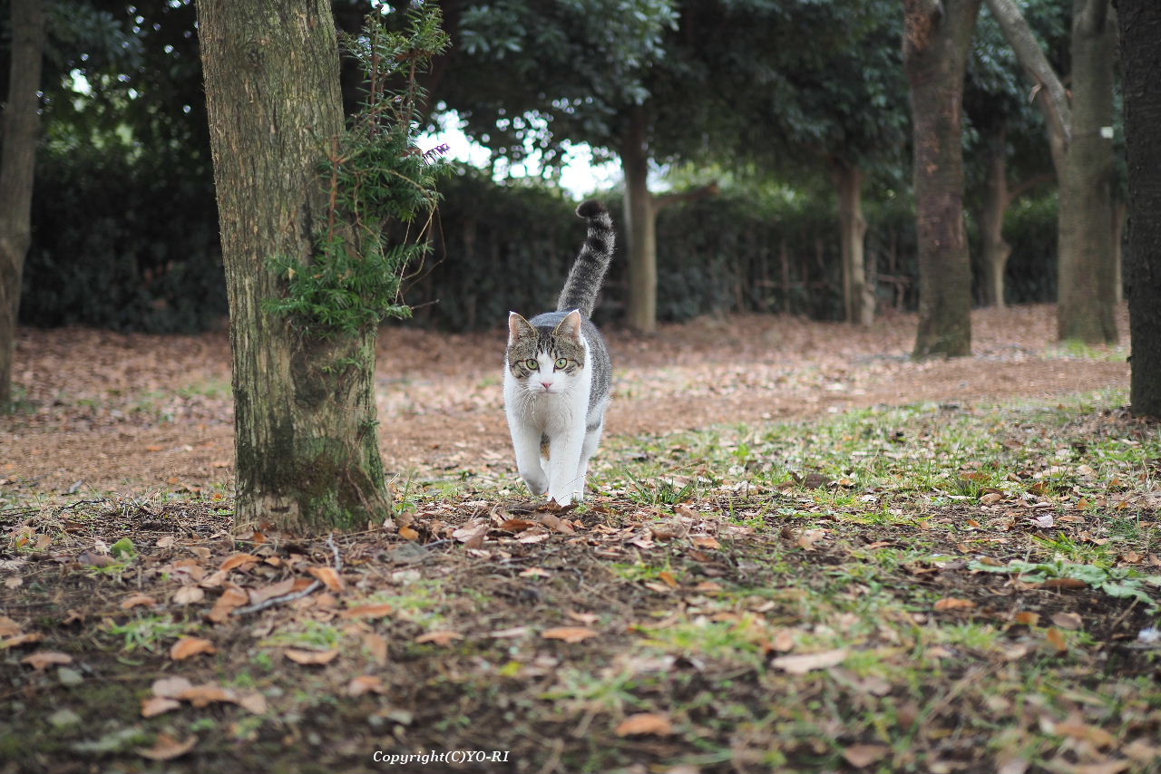 近づいてくる猫 Photo By Yo Ri 日々雑食