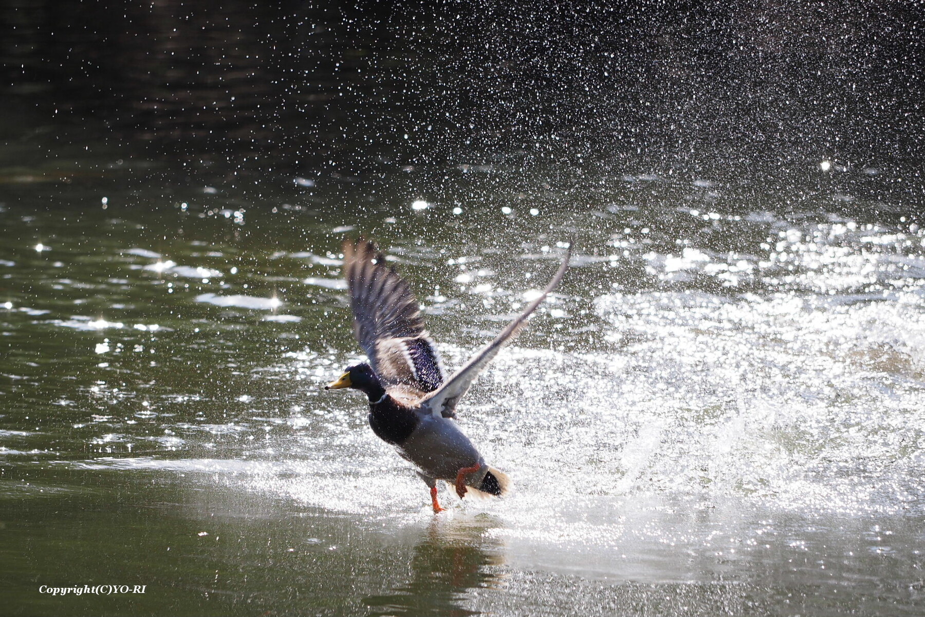 飛び立つ鳥 Photo By Yo Ri 日々雑食 飛び立つ鳥 Photo By Yo Ri 日々雑食