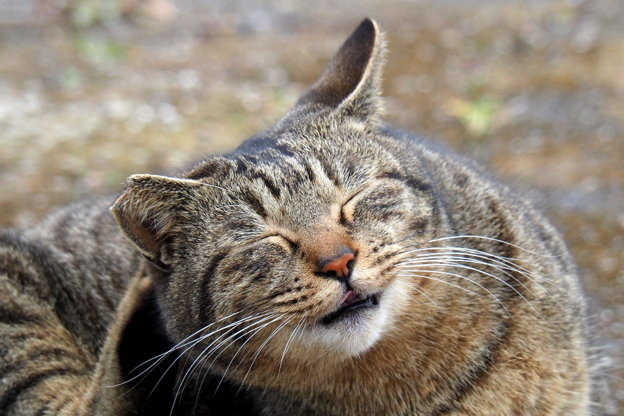 笑う猫には Photo By Yo Ri 日々雑食 館山 南房総 笑う猫には Photo By Yo Ri 日々雑食 館山 南房総