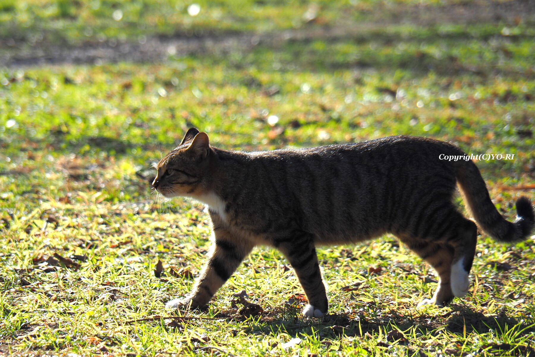 歩く猫 Photo By Yo Ri 日々雑食 館山 南房総 歩く猫 Photo By Yo Ri 日々雑食 館山 南房総