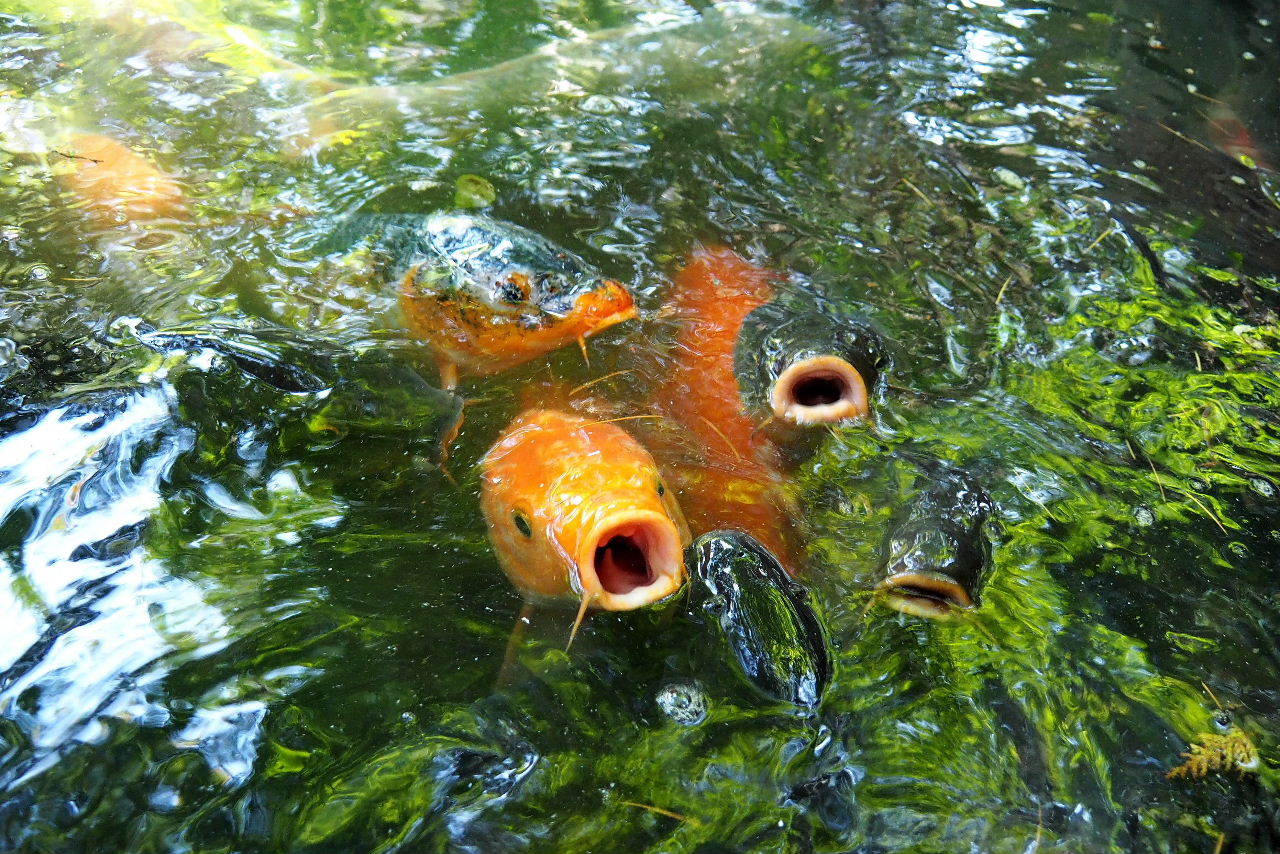 最高鯉 雑食 最高の花の画像 最高鯉 雑食 最高の花の画像