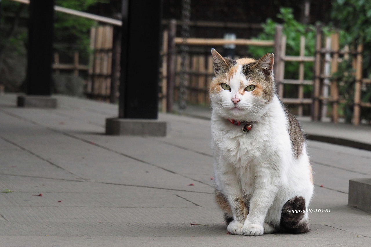 愛宕神社の三毛猫 : Photo by YO-RI ｢日々雑食」