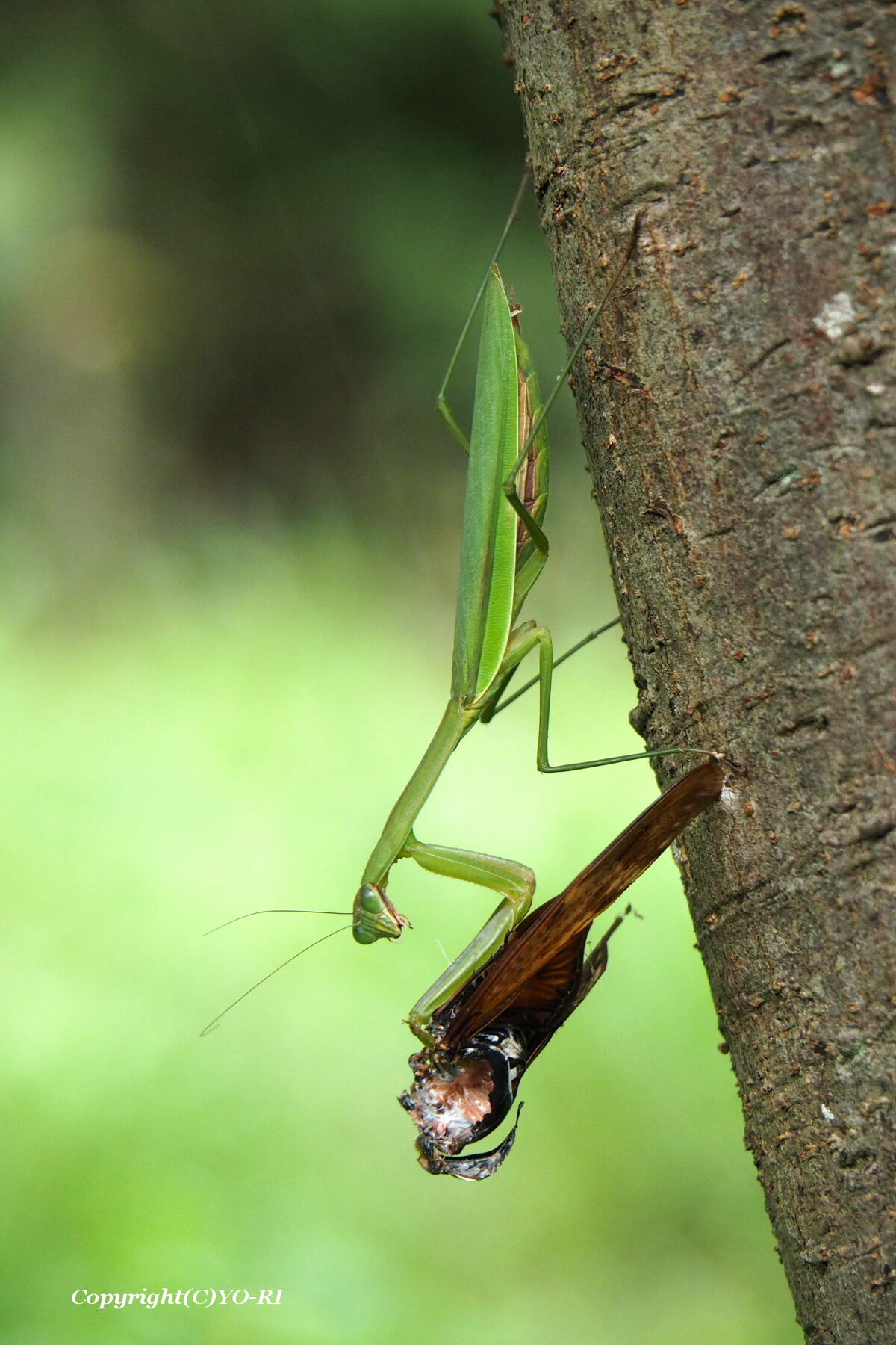 カマキリの捕食 Photo By Yo Ri 日々雑食 館山 南房総