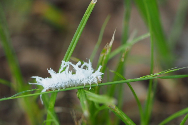 P5271031