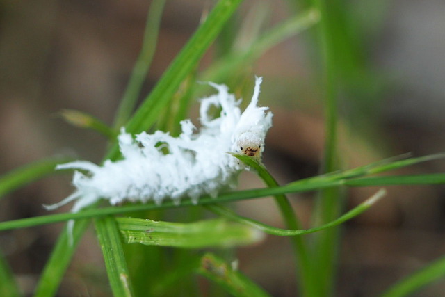 P5271041