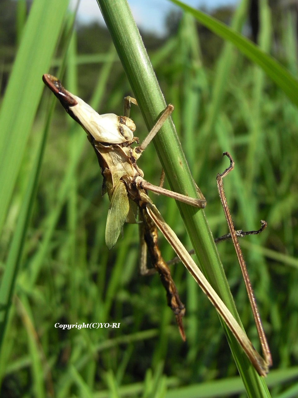 干からびたバッタ Photo By Yo Ri 日々雑食 館山 南房総
