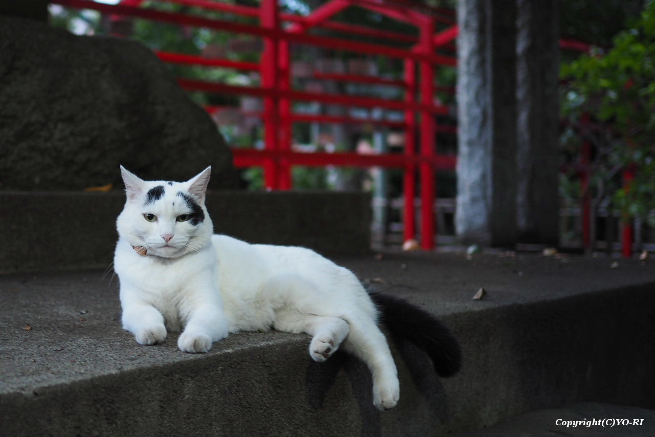 白黒の猫 : Photo by YO-RI ｢日々雑食」