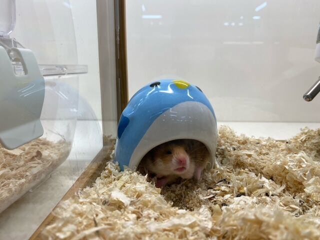 可愛いハムスターがたくさん居ます ドッグ キャッツ綿半スーパーセンター箕輪店
