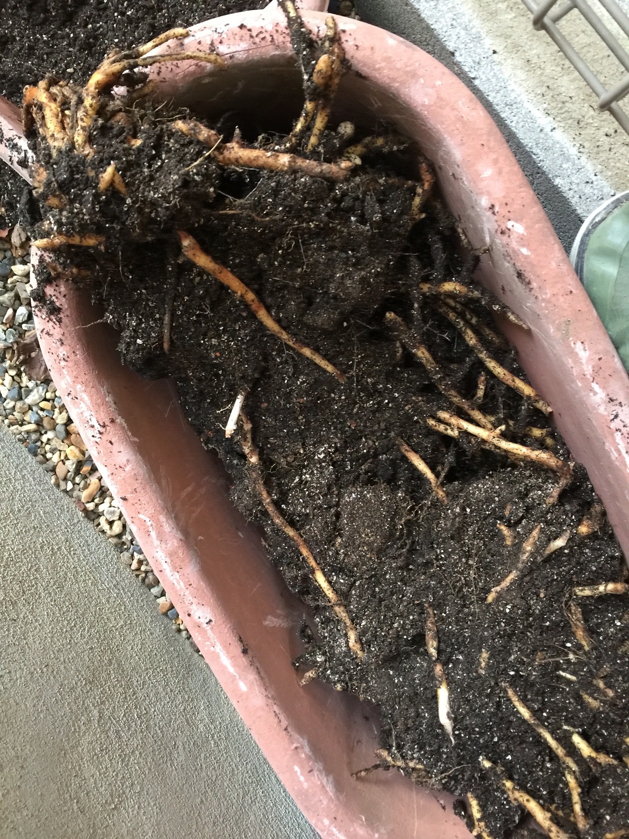 ミョウガの植え替え 週末ガーデニング Dash庭