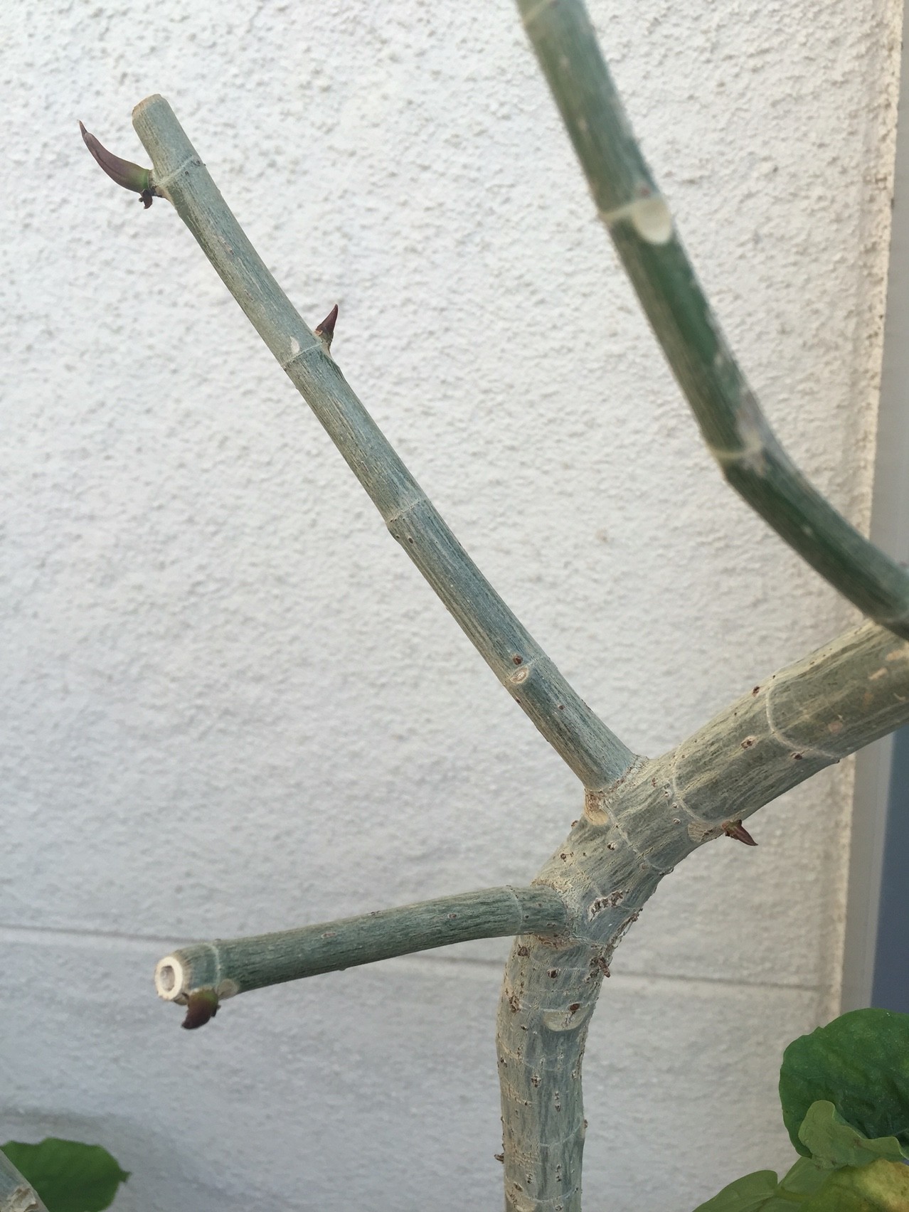 フィカスウンベラータ 植え替え 取り木 挿し芽 曲げ木 その後 週末ガーデニング Dash庭