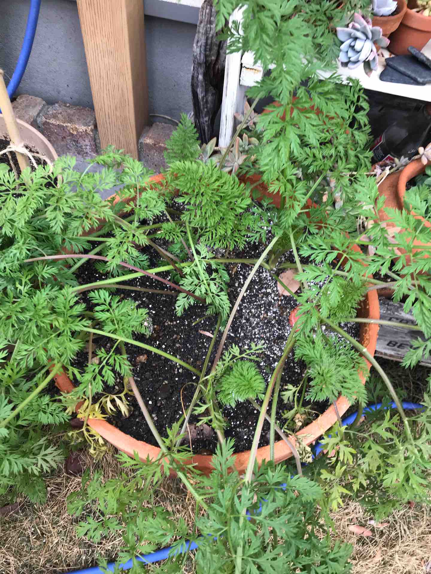 ニンジンすべて収穫 スナップエンドウすべて植え付け 週末ガーデニング Dash庭