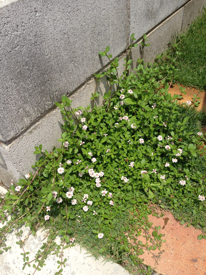 ヒメイワダレソウの花が咲きました 週末ガーデニング Dash庭