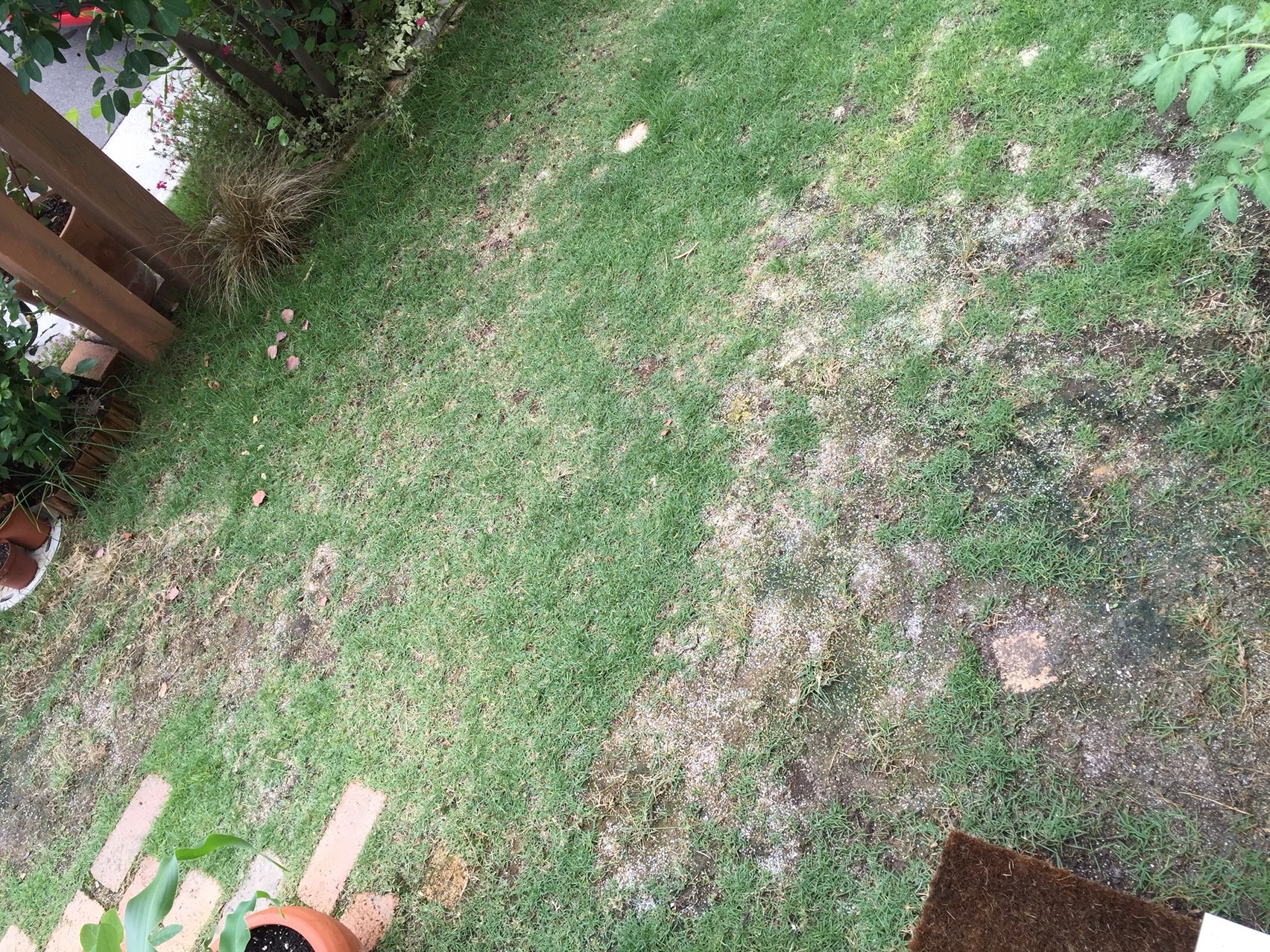 芝生 Tm9の成長 週末ガーデニング Dash庭