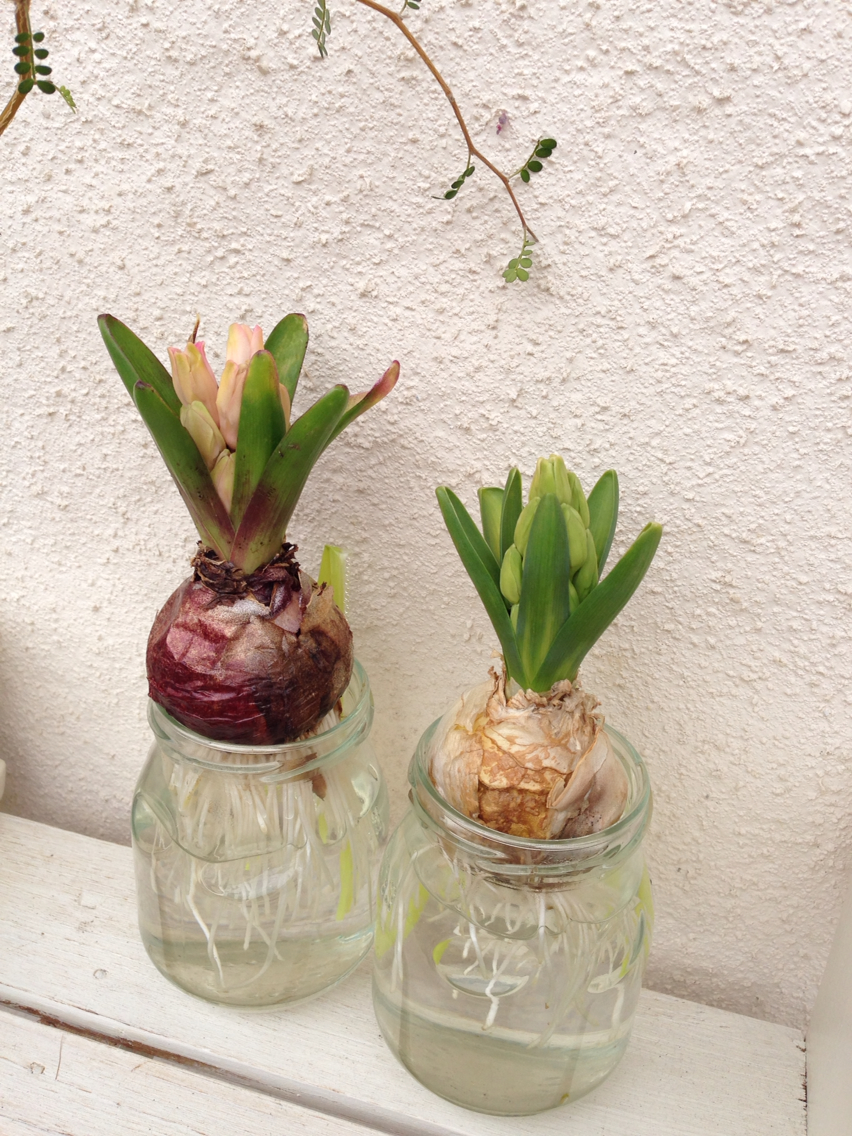 ヒヤシンスのつぼみ 週末ガーデニング Dash庭