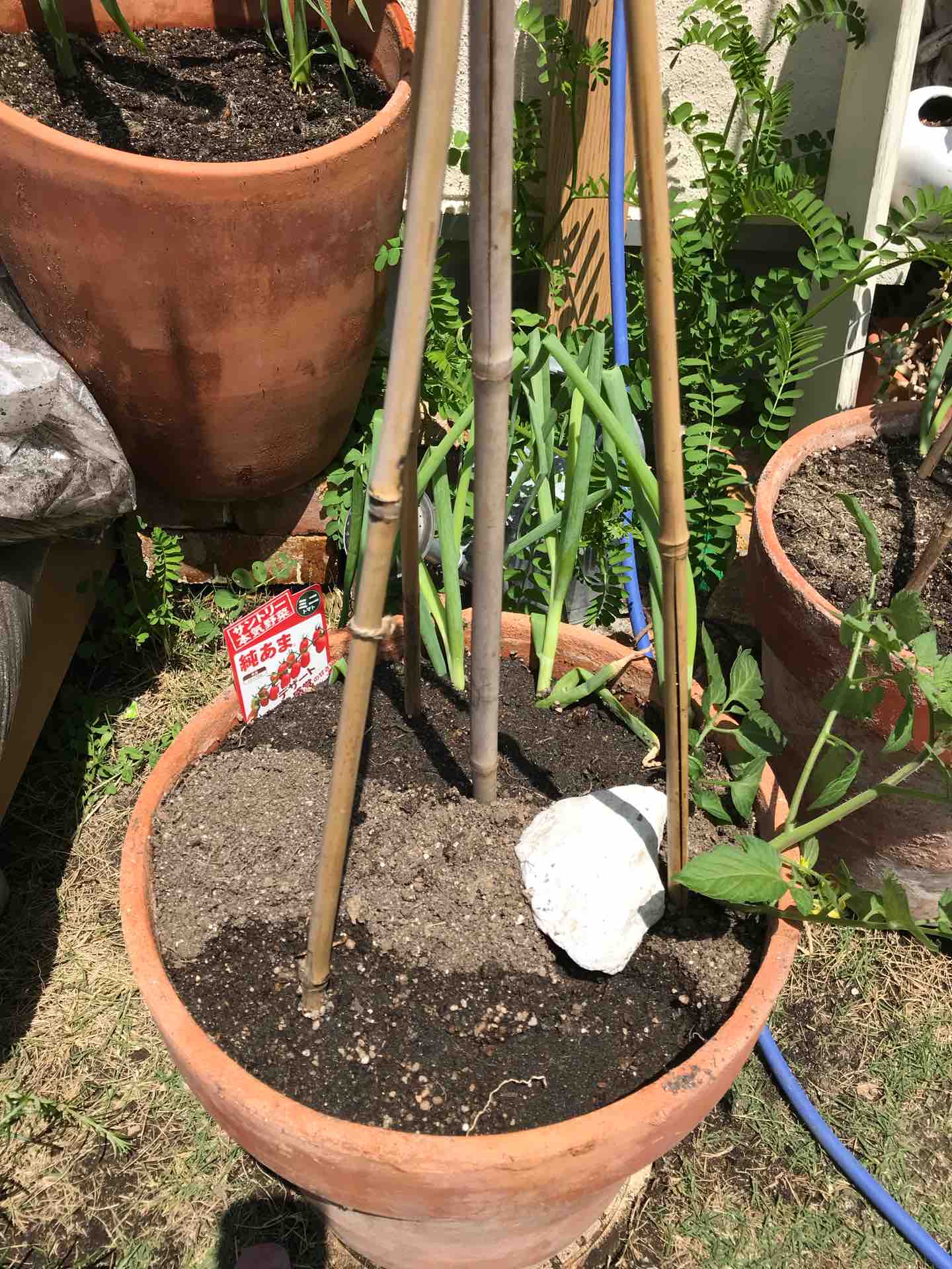 夏野菜植え付け 鉢植え トマト トウモロコシ 週末ガーデニング Dash庭 夏野菜植え付け 鉢植え トマト トウモロコシ 週末ガーデニング Dash庭