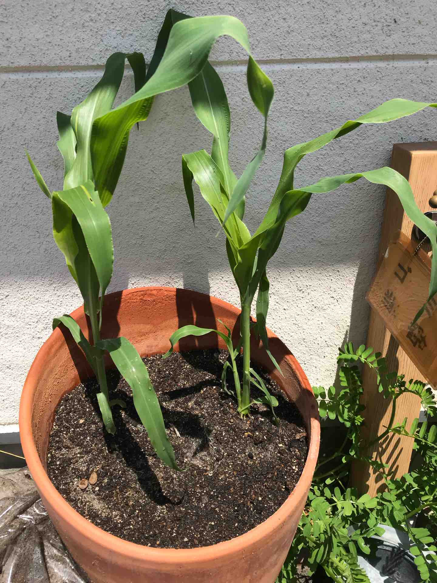 夏野菜植え付け 鉢植え トマト トウモロコシ 週末ガーデニング Dash庭 夏野菜植え付け 鉢植え トマト トウモロコシ 週末ガーデニング Dash庭