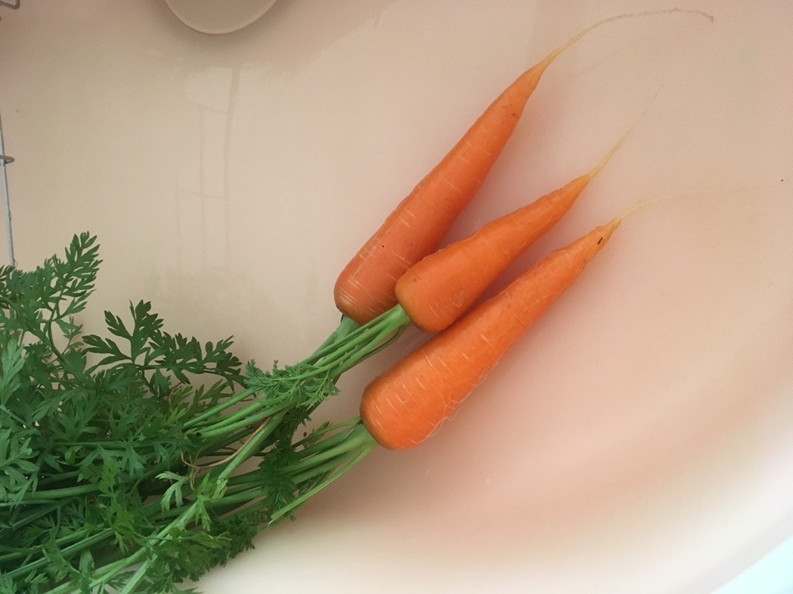 人参 初収穫 週末ガーデニング Dash庭