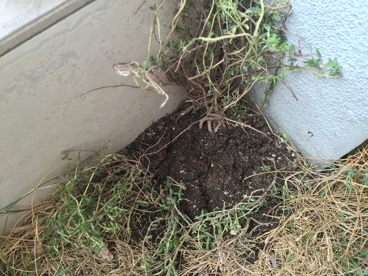 タイムの株分けと取り木で株増し 週末ガーデニング Dash庭