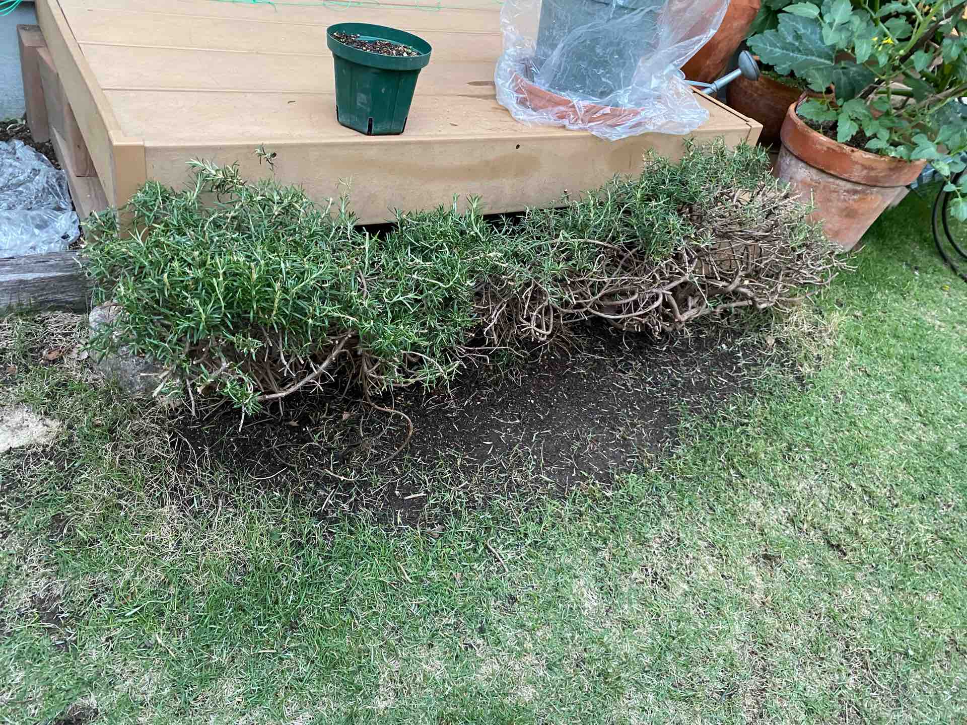 ローズマリーの強剪定 週末ガーデニング Dash庭