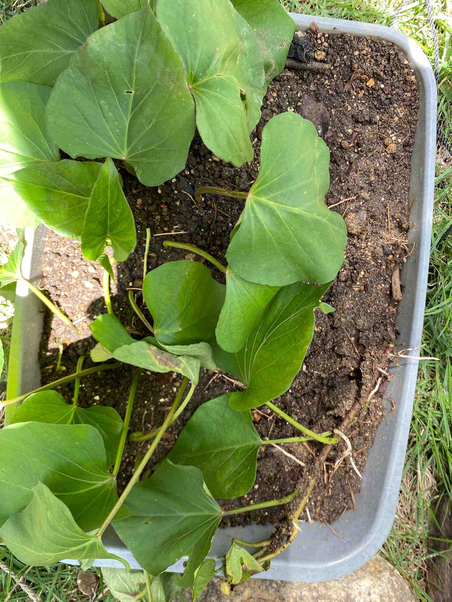 サツマイモ追加で植え付け 週末ガーデニング Dash庭