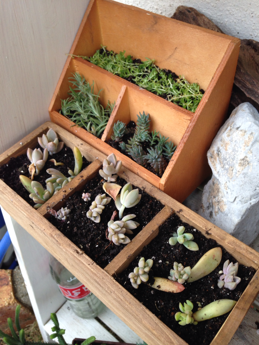 多肉やらセダムを適当に植え替えましたよ 週末ガーデニング Dash庭