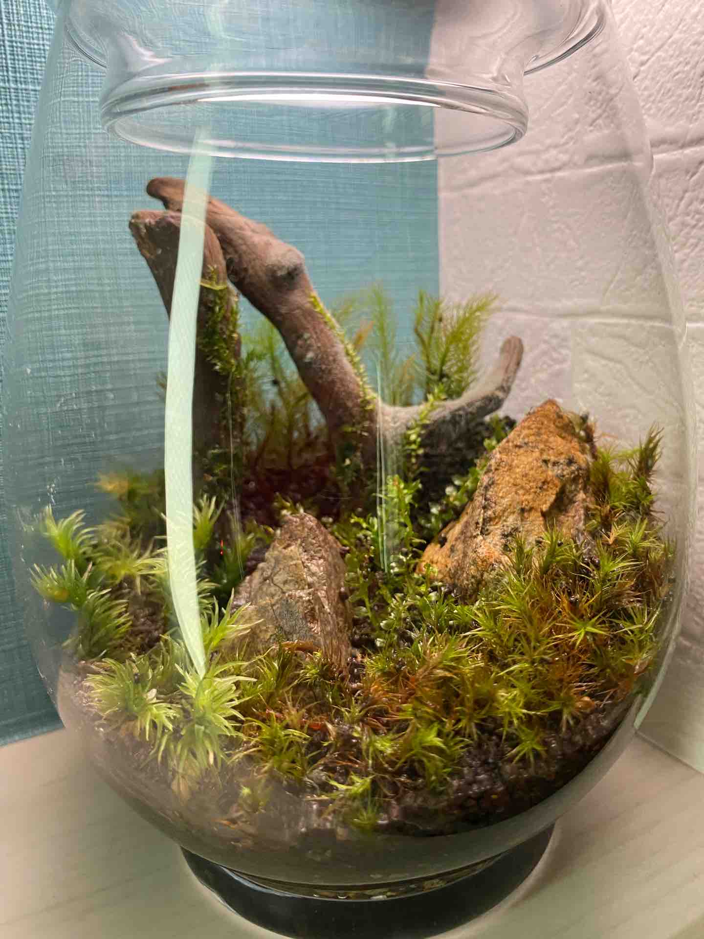 コケテラリウム 早速カビ 週末ガーデニング Dash庭