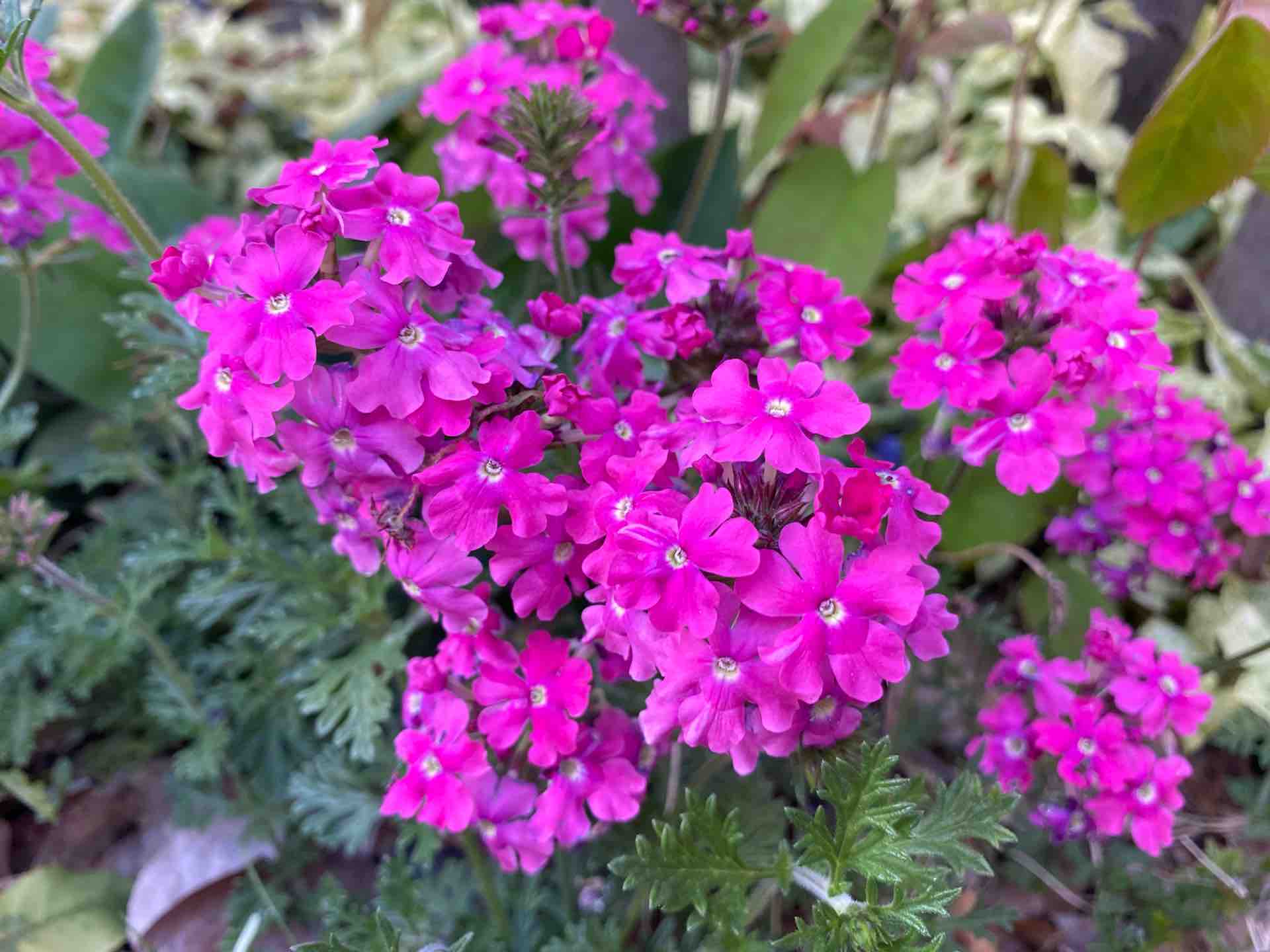 バーベナと 週末ガーデニング Dash庭