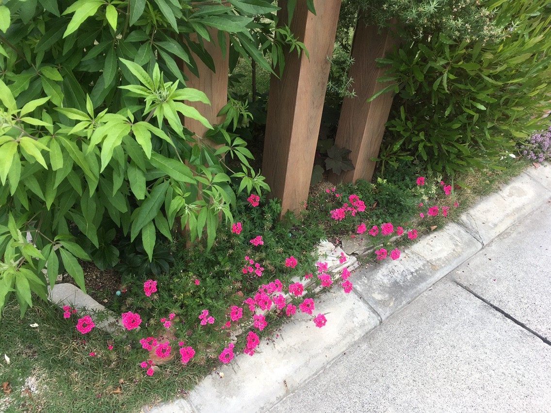 バラとバーベナの花柄摘み 週末ガーデニング Dash庭