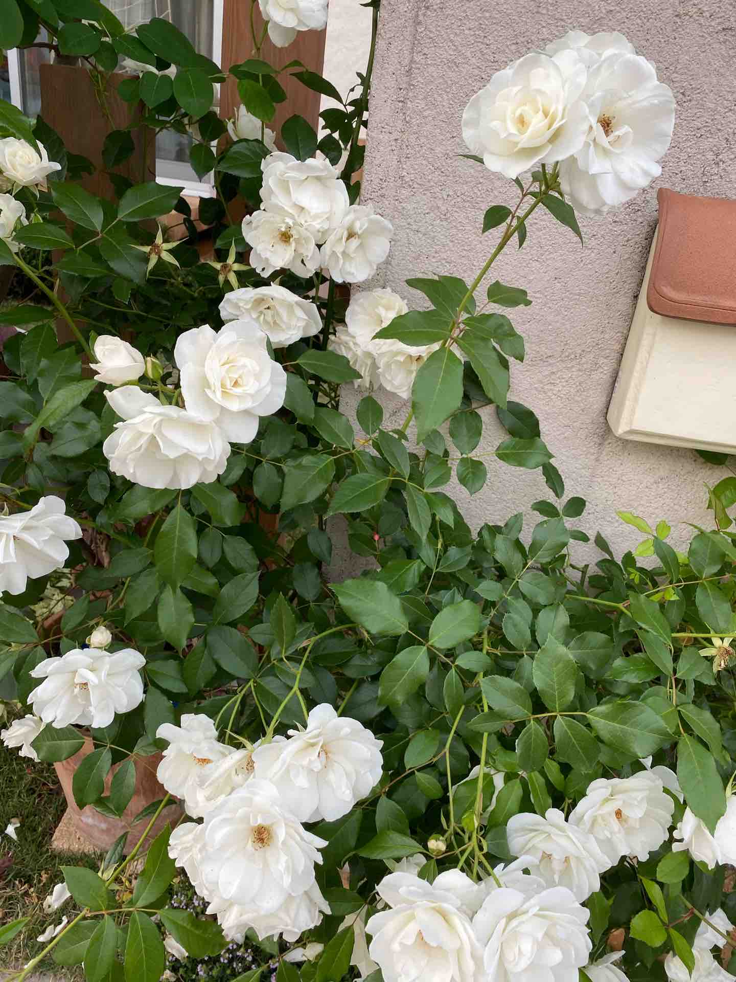 アイスバーグ満開 週末ガーデニング Dash庭