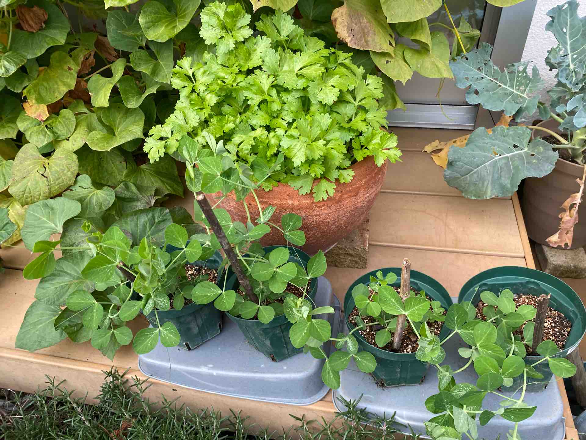 スナップエンドウと レタス植え付け 週末ガーデニング Dash庭 スナップエンドウと レタス植え付け 週末ガーデニング Dash庭