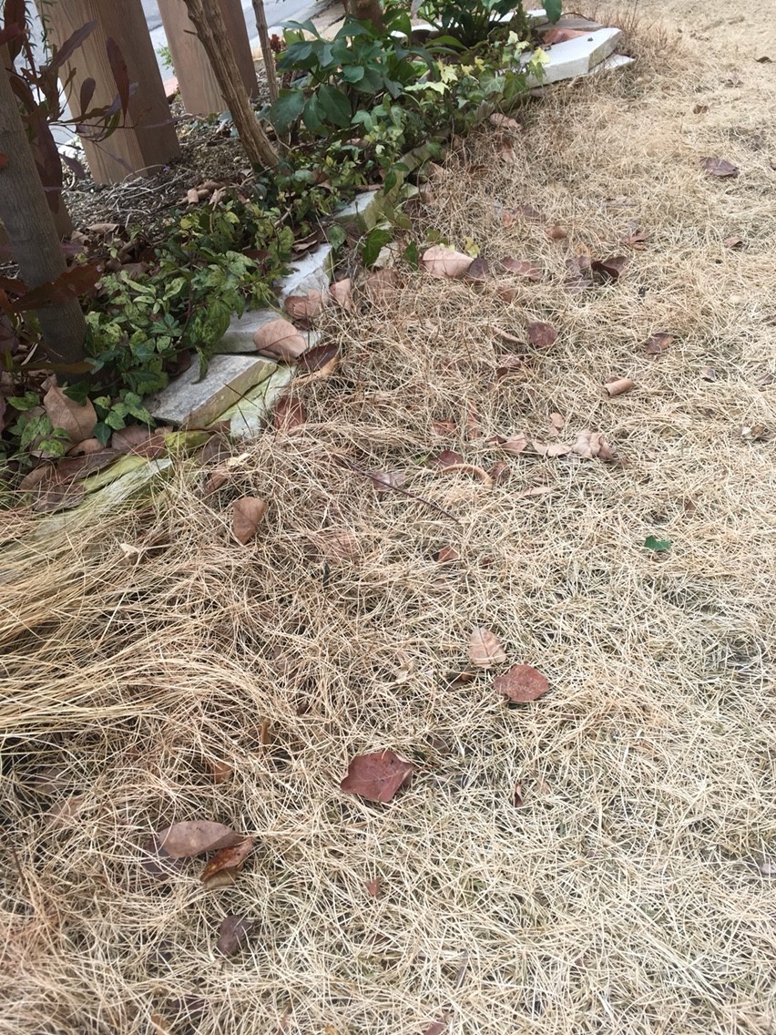 芝生の落ち葉掃除 草むしり 週末ガーデニング Dash庭 芝生の落ち葉掃除 草むしり 週末ガーデニング Dash庭