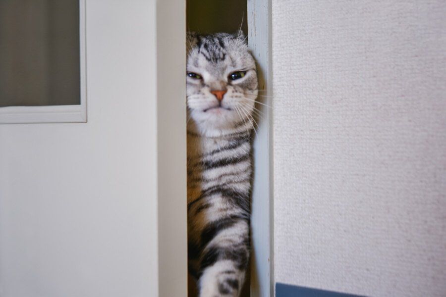 ゲームキャラ「細い道だ！体を横にしてゆっくり通らないと」←これ必要か？