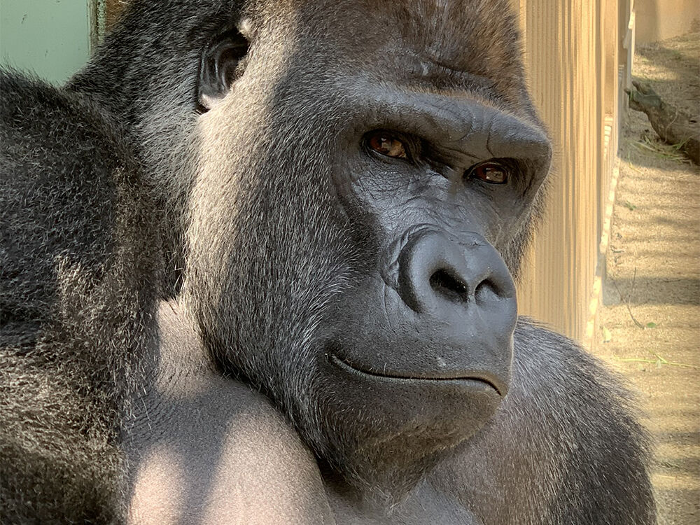 【パルワ】外国人『動物園も訴えられるだろう、動物園はポケモンによく似てるから』