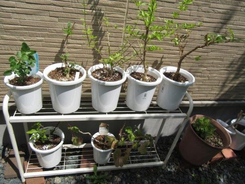 冬越しした植物 ようちゃん くっちのガーデニングライフ