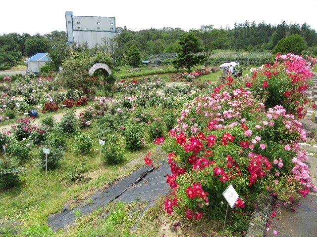 バラ園に行ってきました ようちゃん くっちのガーデニングライフ バラ園に行ってきました ようちゃん くっちのガーデニングライフ