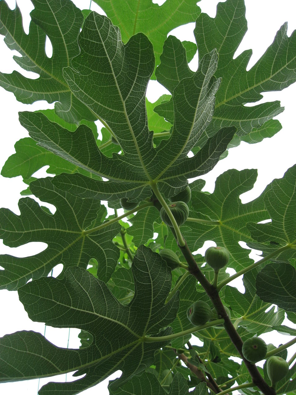 初秋の庭 青い柿 まだまだいちぢく 球根開花など 平屋を建てる