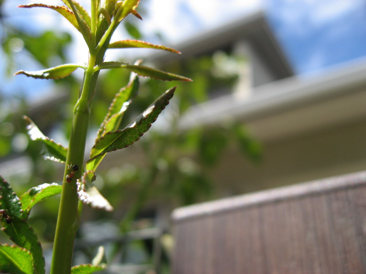 モッコウバラとアリ 花外蜜腺 カガイミツセン の効用 平屋を建てる