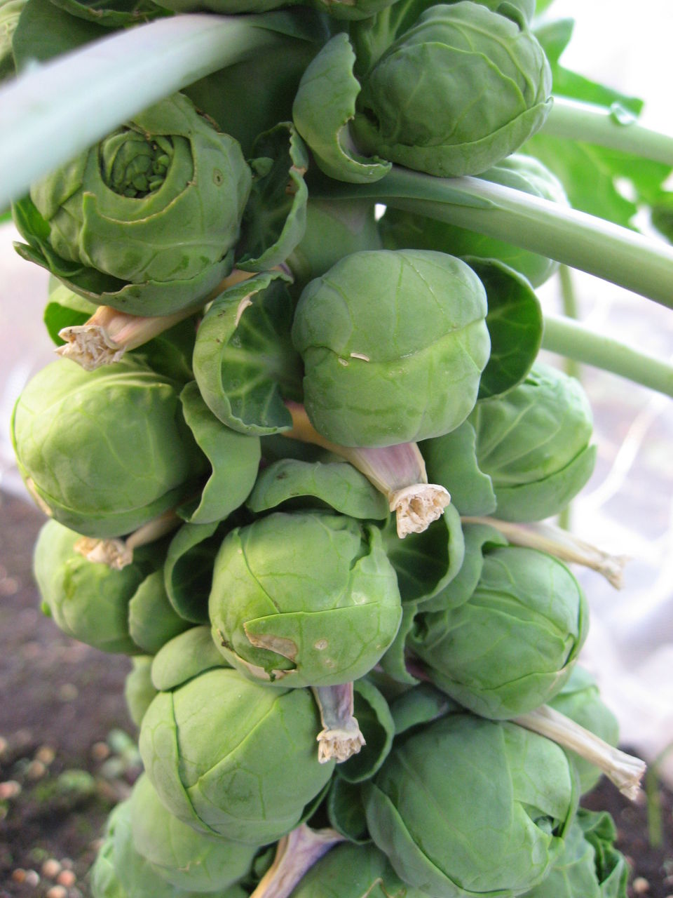 芽キャベツのその後 目標達成 収穫してシチューで食す 平屋を建てる