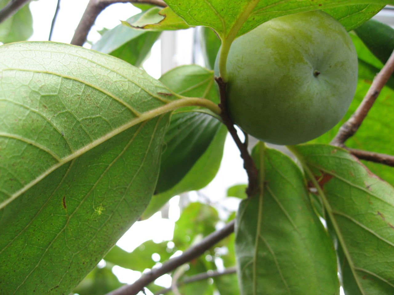 初秋の庭 青い柿 まだまだいちぢく 球根開花など 平屋を建てる