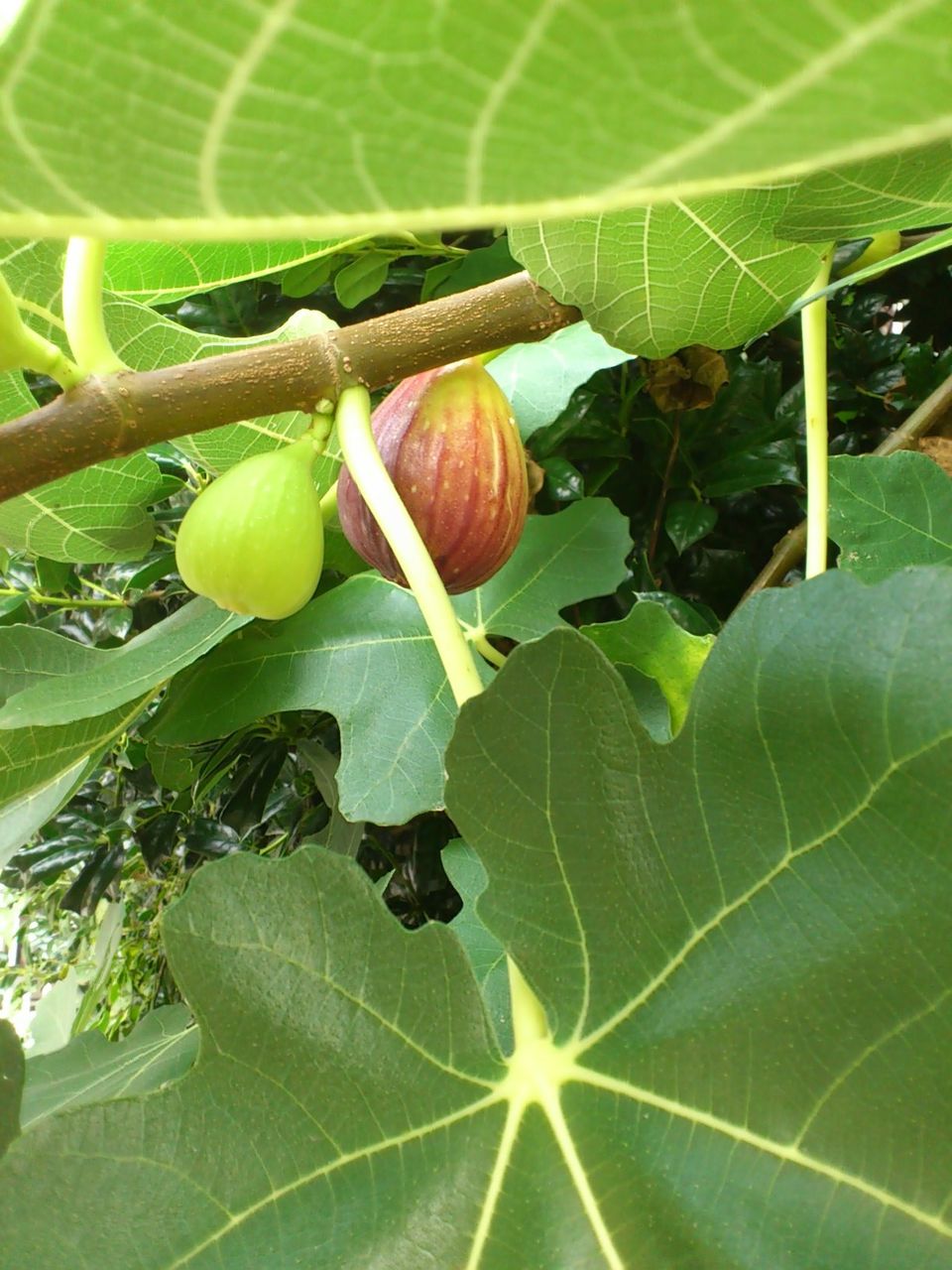 いちぢくと芙蓉 母の庭 ２０１２夏 補記済み 平屋を建てる