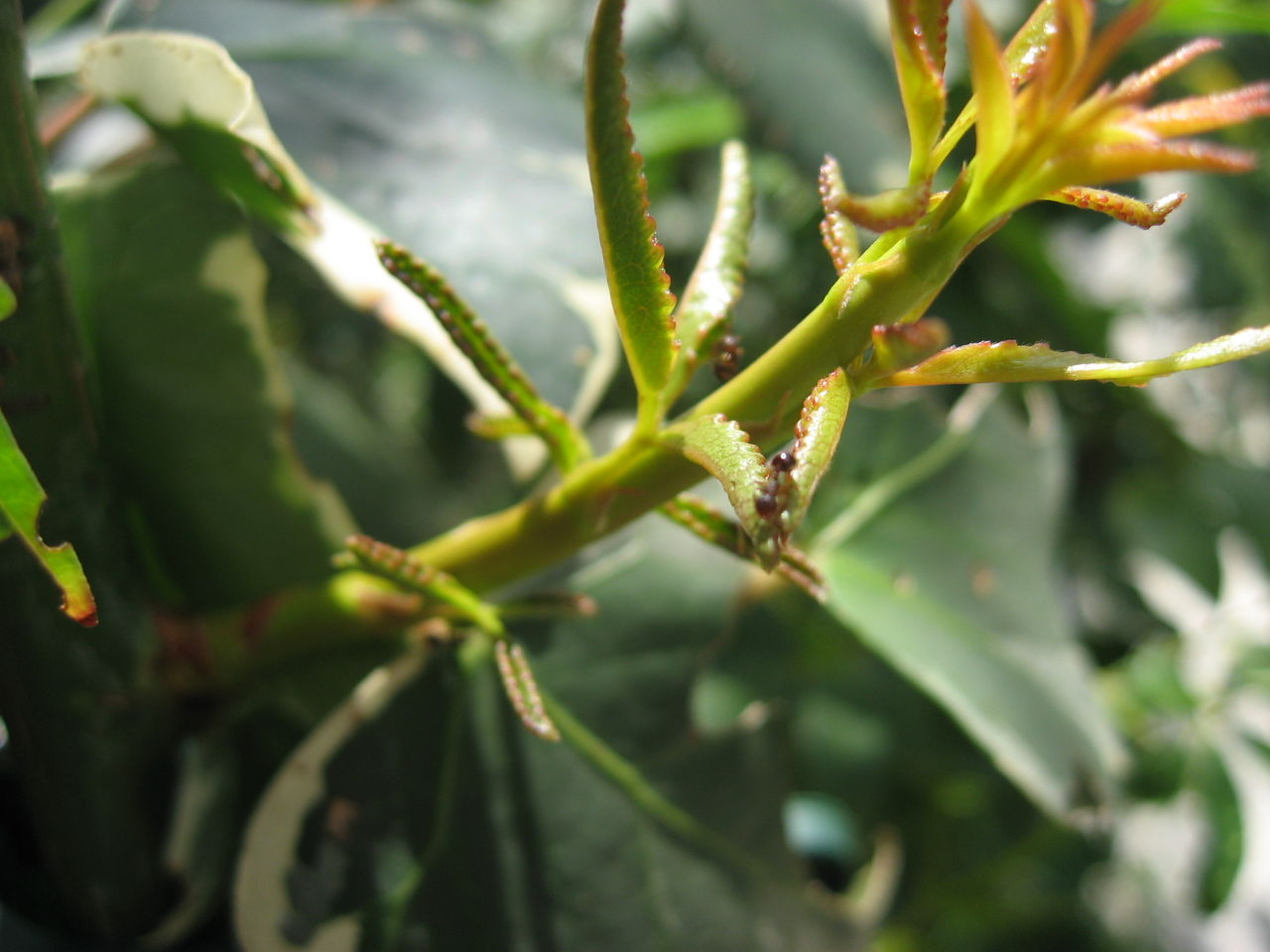 モッコウバラとアリ 花外蜜腺 カガイミツセン の効用 平屋を建てる