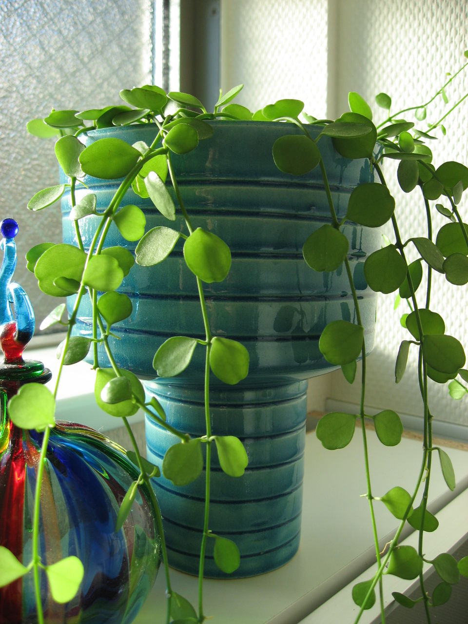 小さなグリーン 洗面所とキッチンに潤い そしてその後の成長 平屋を建てる 小さなグリーン 洗面所とキッチンに潤い そしてその後の成長 平屋を建てる