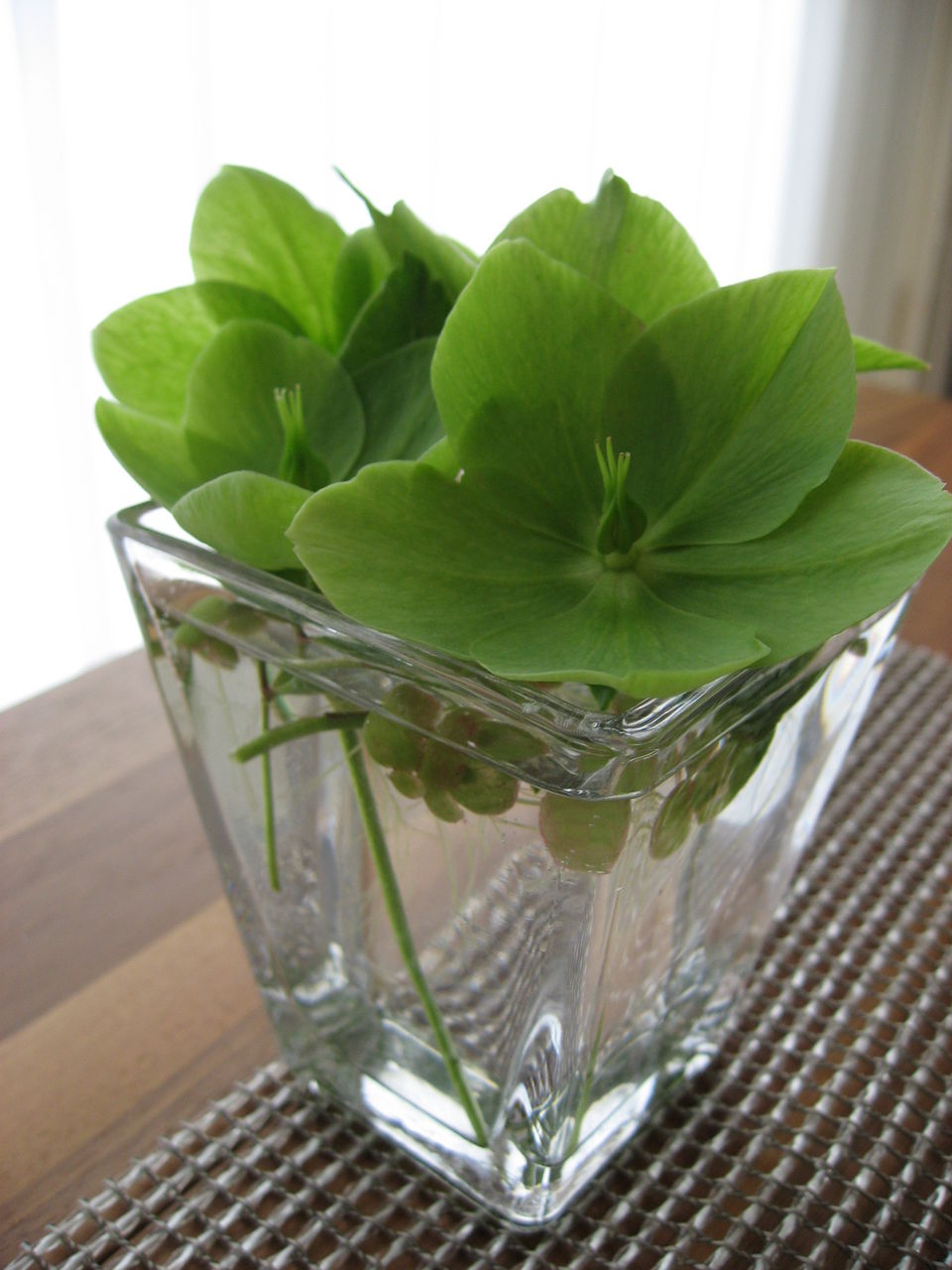 ダイニングに花を お庭からクリスマスローズとフェイクをコラボ 平屋を建てる