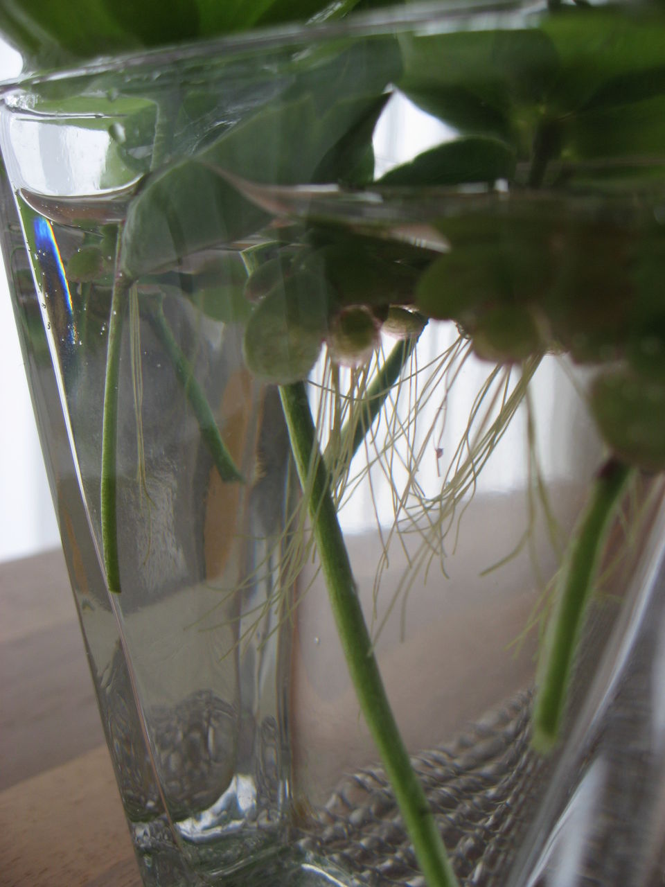 ダイニングに花を お庭からクリスマスローズとフェイクをコラボ 平屋を建てる