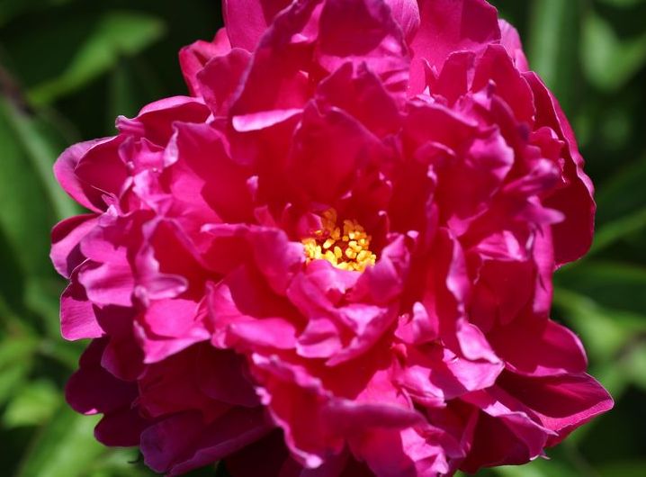 シャクヤク 土のうた